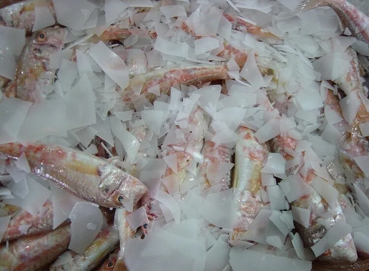 Serpihan Es Ikan Laut