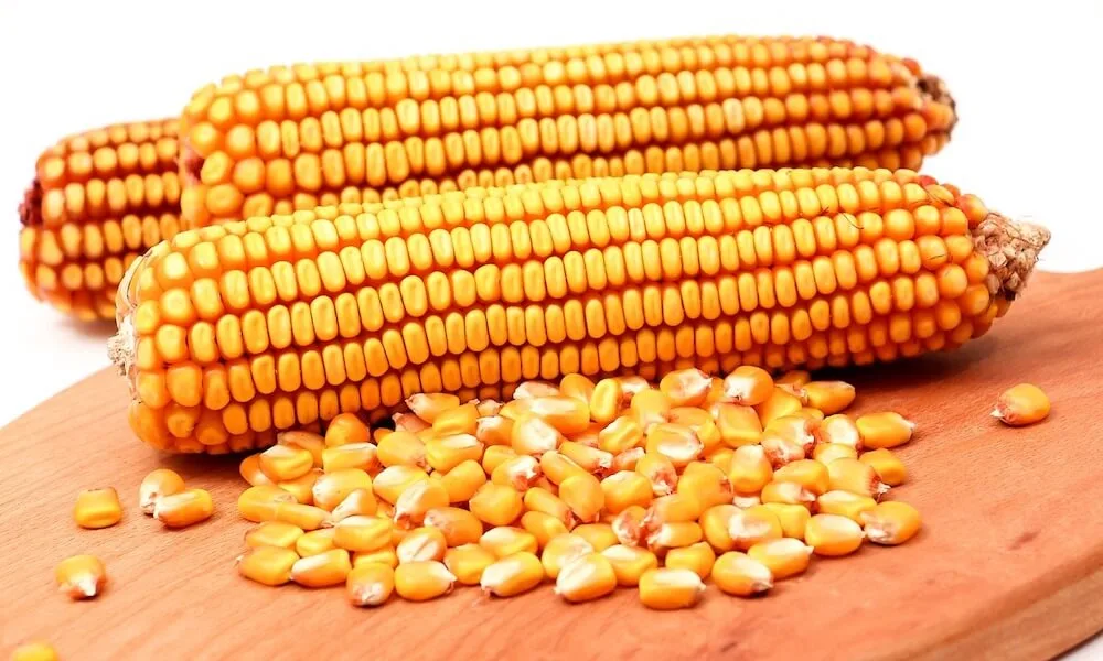Jagung Pipil