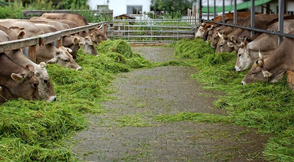 Pakan Sapi